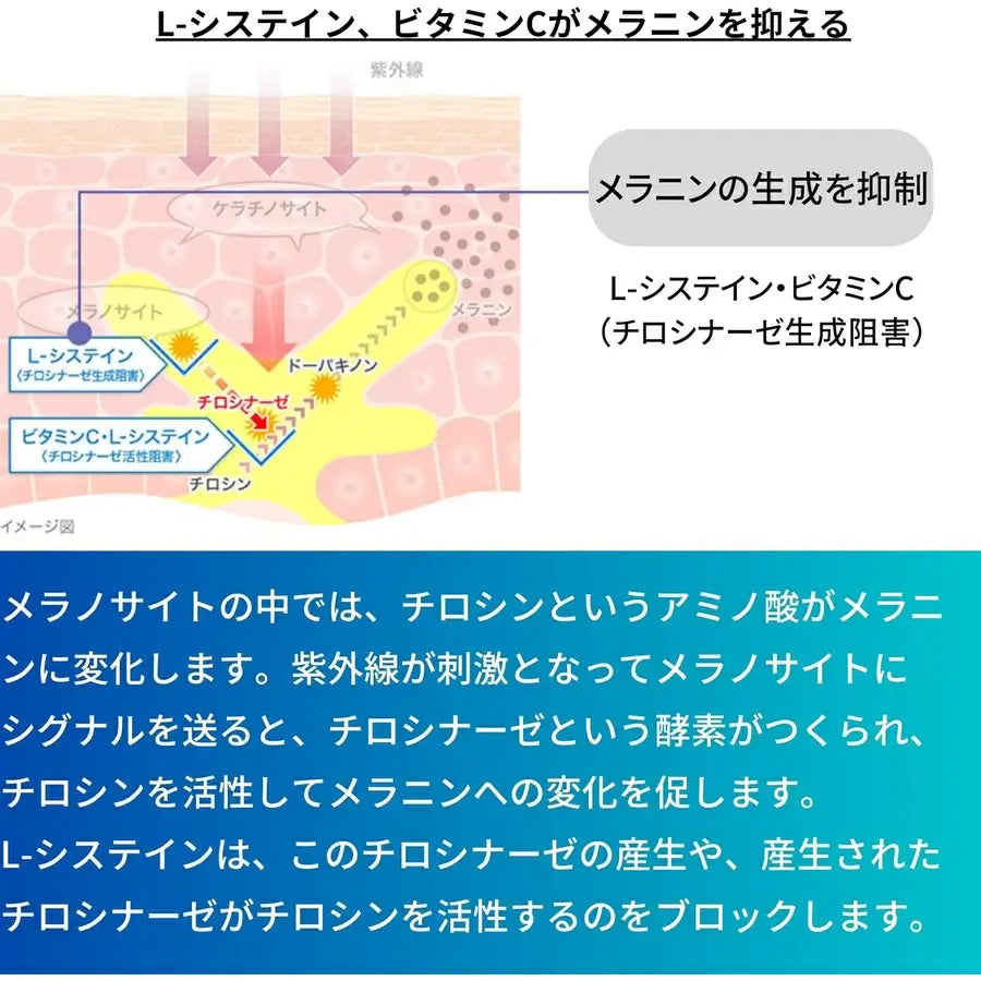 TRANSINO White C Clear - imy Shop Japan